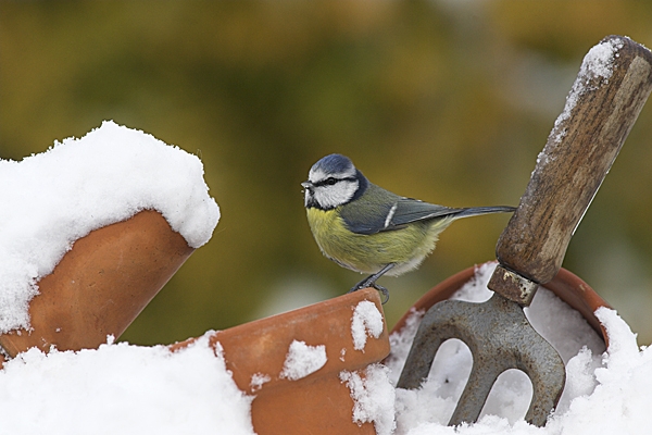 Blue Tit on flowerpots in the snow.