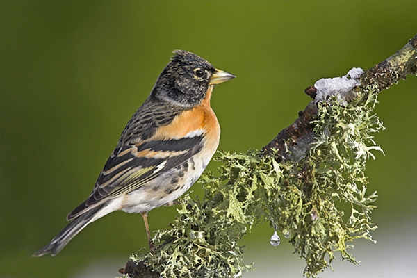 Brambling,m on snowy twig.