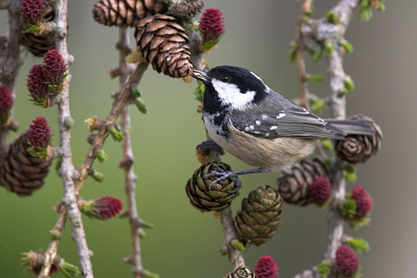 Coal Tit feeding on larch cones.