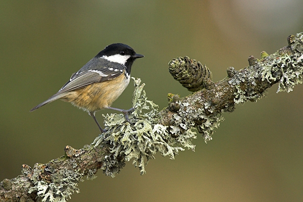 Coal Tit on larch branch.