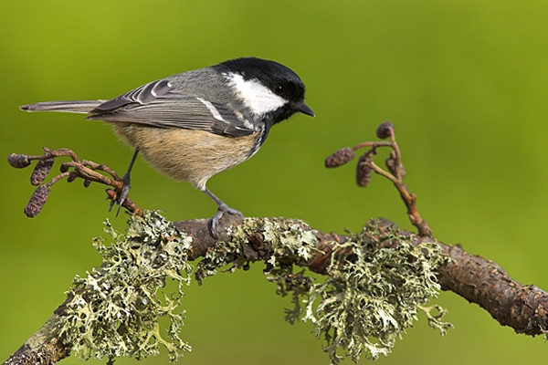 Coal Tit on lichen twig.