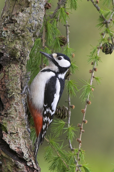 Great Spotted Woodpecker,f.