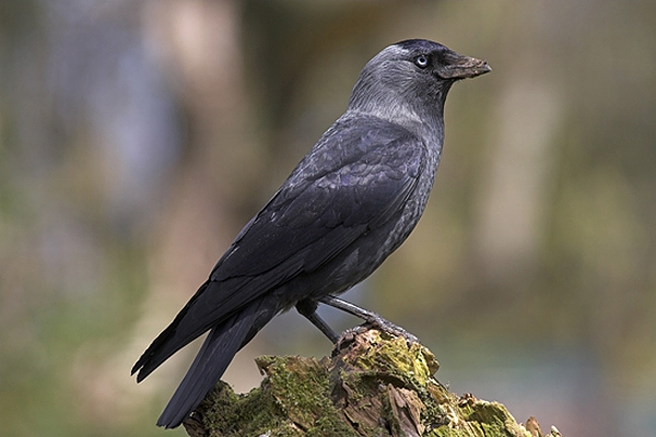 Jackdaw on stump.