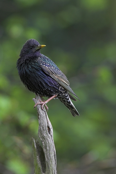Starling.