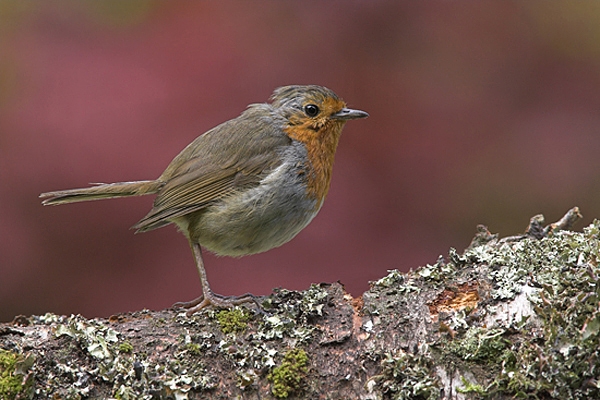 Why don't I fall flat on my beak?