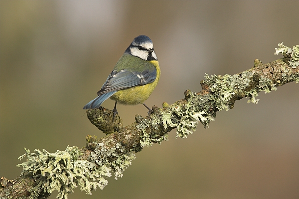 Blue Tit on a branch.