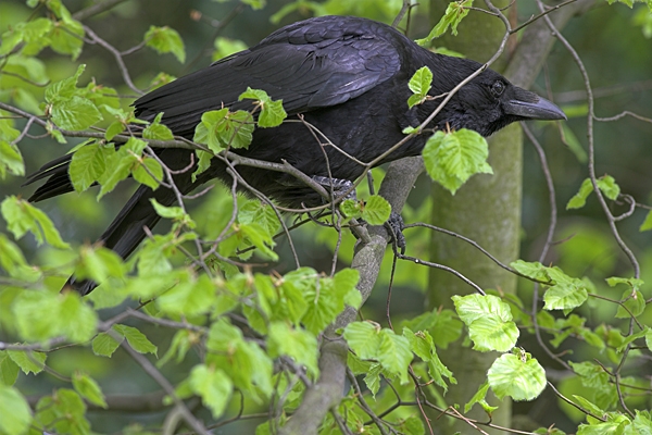 Carrion Crow on spring beech.