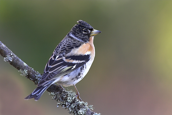 Brambling m.