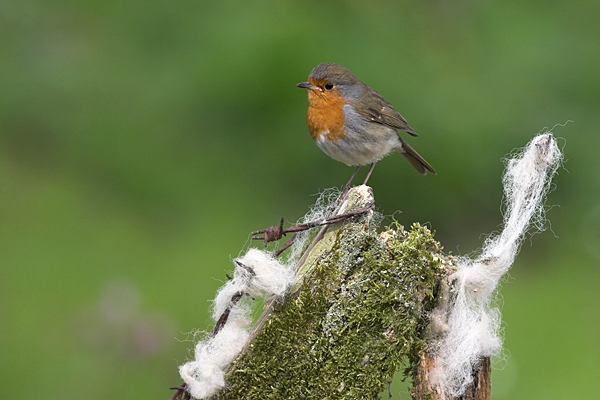 Robin on fence post.