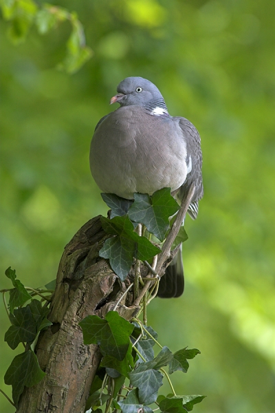 Woodpigeon on ivy stump.