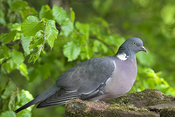 Woodpigeon sat on mossy rocks.