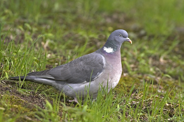 Woodpigeon.01/05/'10.