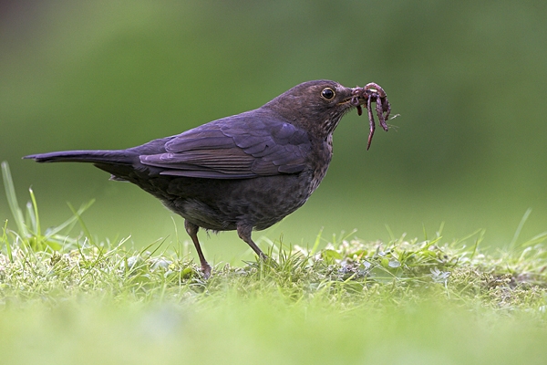 Female Blackbird with worms.04/05/'10.