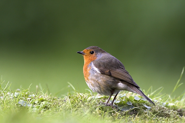 Robin on lawn.05/05/'10.