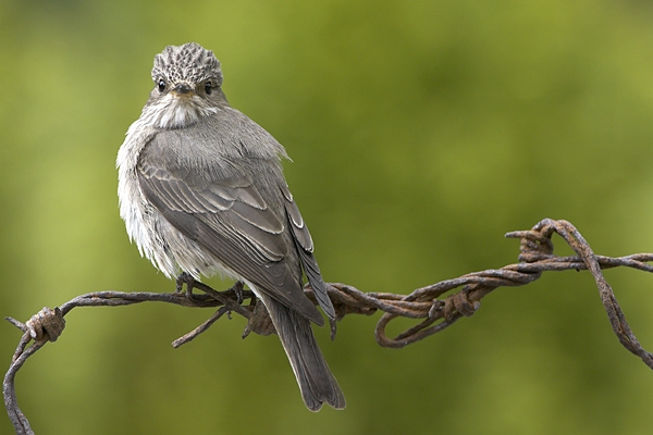 Spotted Flycatcher on barbed wire 2. Jun '10.
