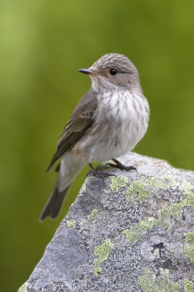 Spotted Flycatcher on lichen rock 8. Jun '10.