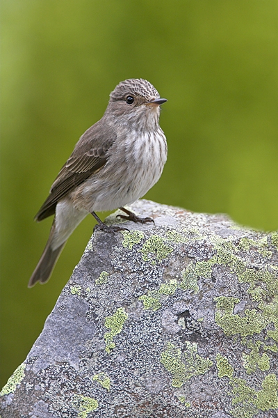 Spotted Flycatcher on lichen rock 6. Jun '10.