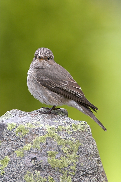 Spotted Flycatcher on lichen rock 5. Jun '10.