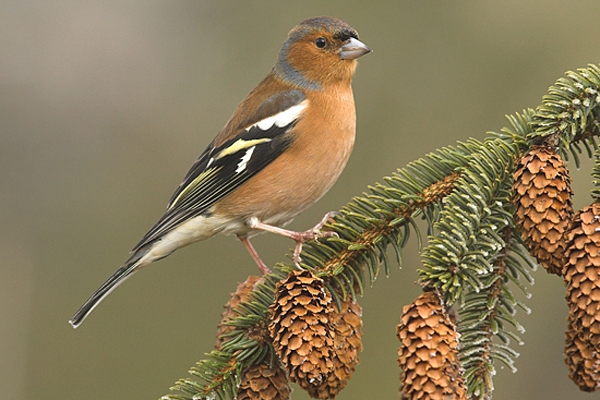 Male Chaffinch on frosted spruce branch.