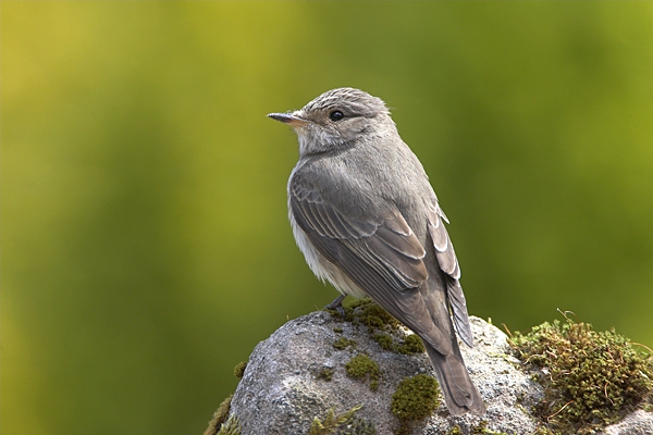 Spotted Flycatcher on mossy rock 3. Jun '10.