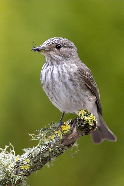 Spotted Flycatcher on lichen branch 2. Jun '10.