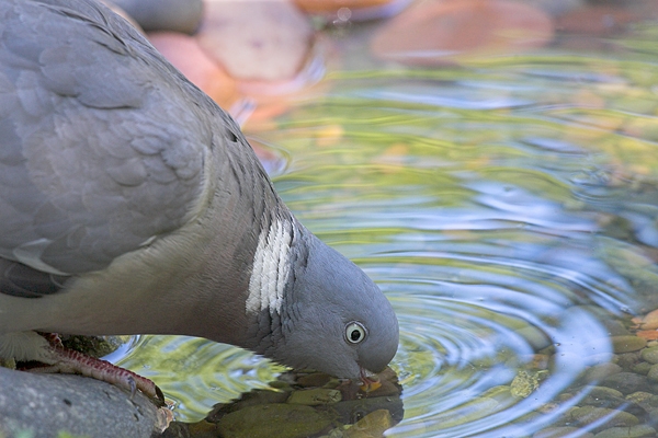 Close up of Wood Pigeon,drinking. Jul '10.
