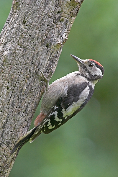 Juv.G.S.Woodpecker 1. Aug '10.
