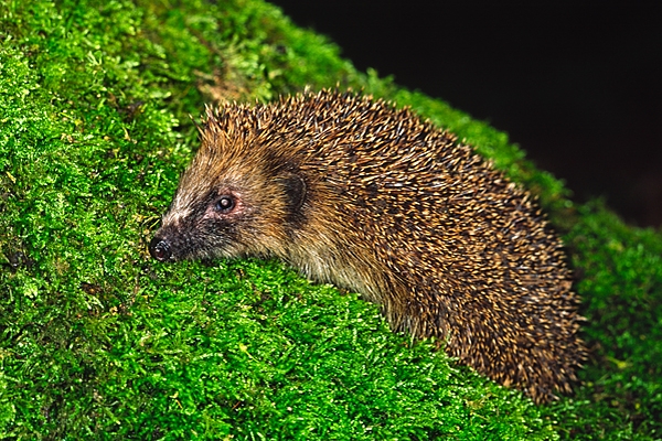 Hedgehog.