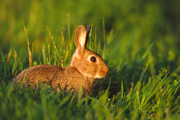 Young Rabbit.