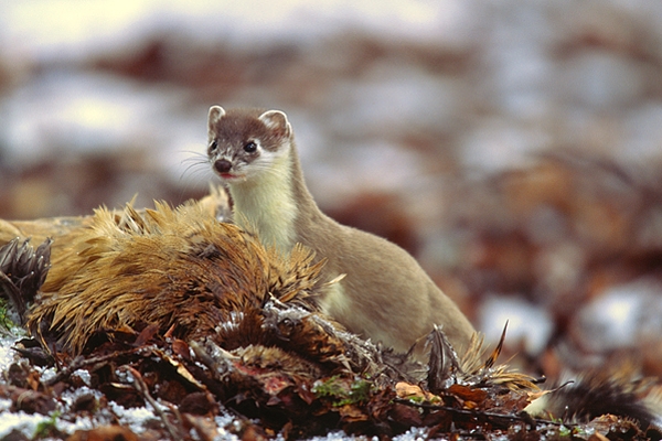 Stoat and pheasant prey.