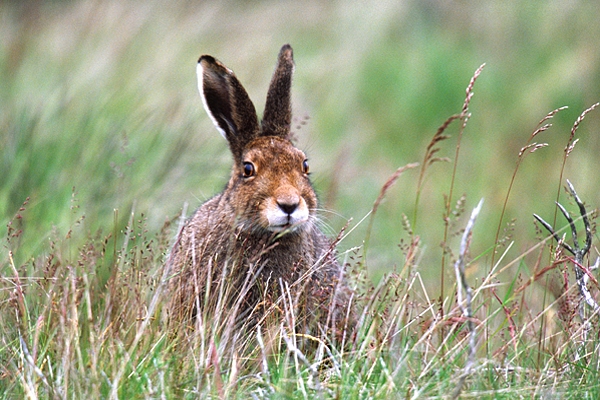 Mountain Hare.