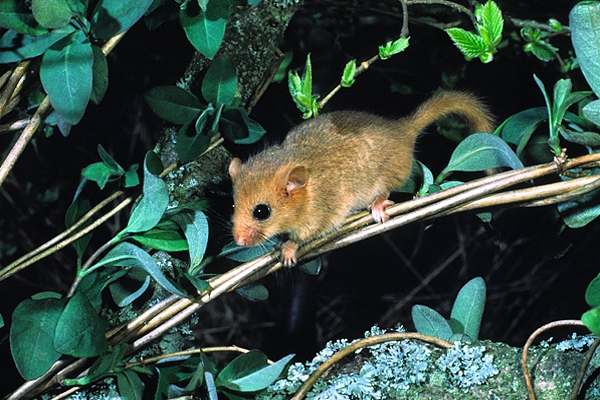 Dormouse.