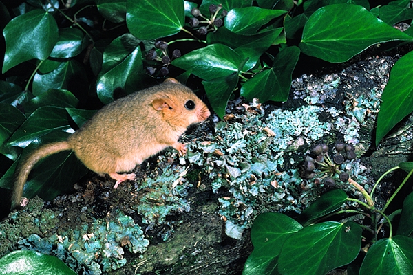 Common Dormouse.