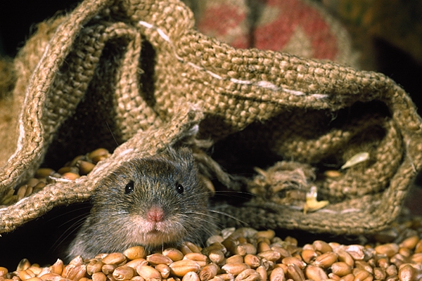 Field Vole and grain.
