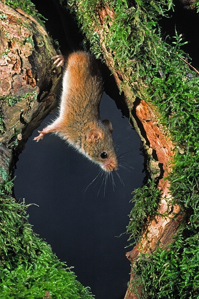 Harvest Mouse in mossy stump hole.