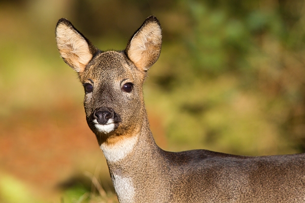 Roe Deer,f.Feb.'11.