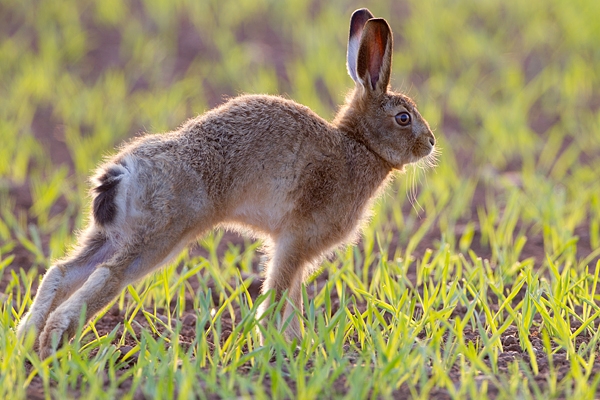 Young Brown Hare,stretching backlit. Apr. '11.