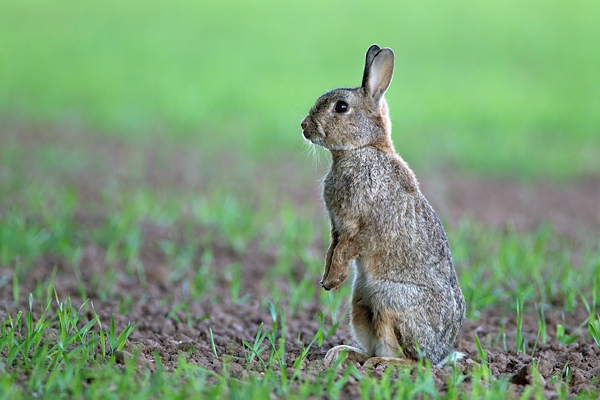 Young Rabbit,stood up. May. '11.