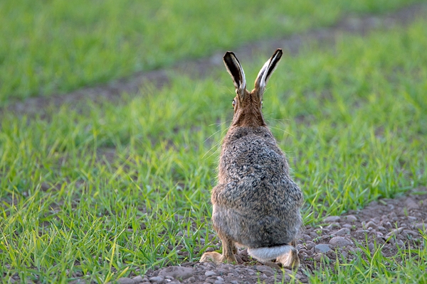 Antisocial Brown Hare. May. '11.