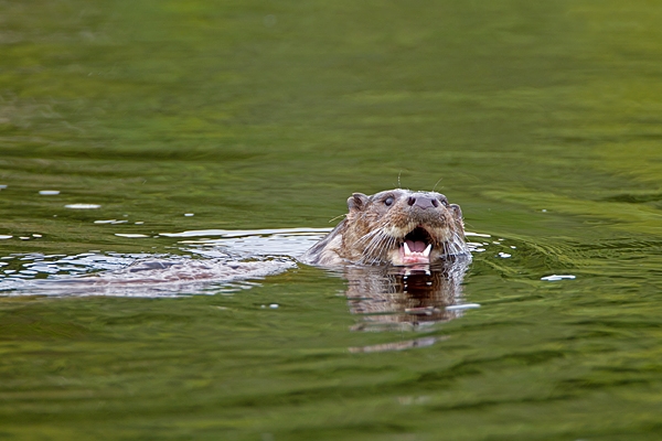 Otter swimming 2. Aug. '11.