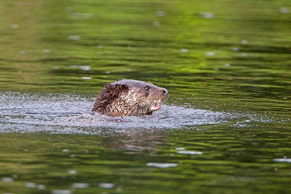 Otter swimming in green 4. Aug. '11.