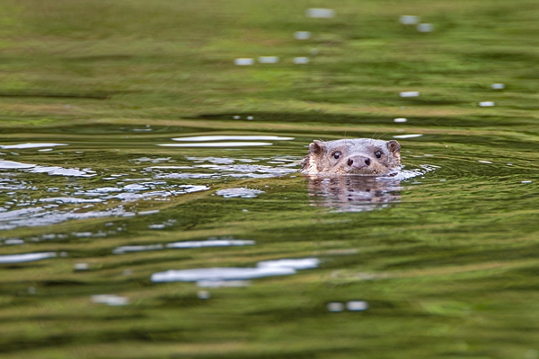 Otter swimming in green 3. Aug. '11.