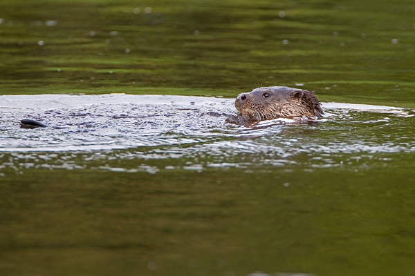 Otter on it's back. Sept. '11.