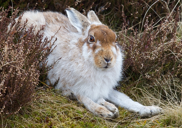 Mountain Hare 7. Apr.'13.