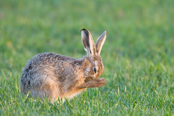 Brown Hare washing face 3. Apr.'15.