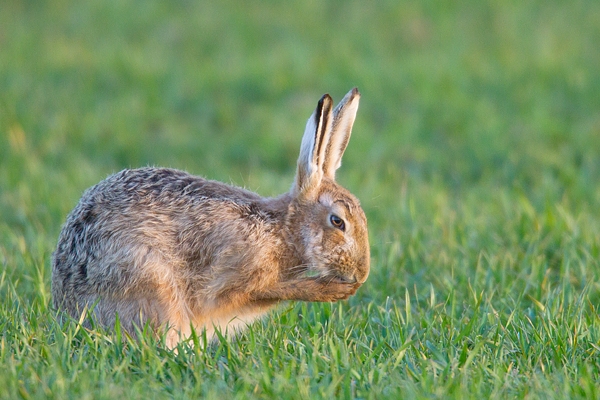 Brown Hare washing face 2. Apr. '15.