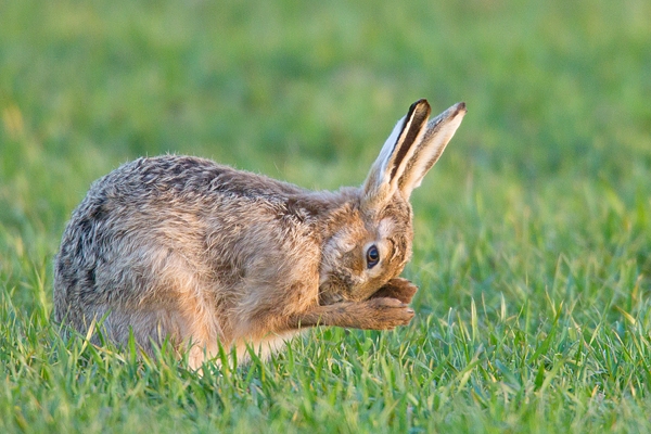 Brown Hare washing face 1. Apr. '15.