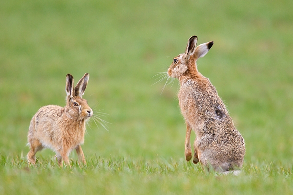 Brown Hares,the confrontation 1. Apr. '15.