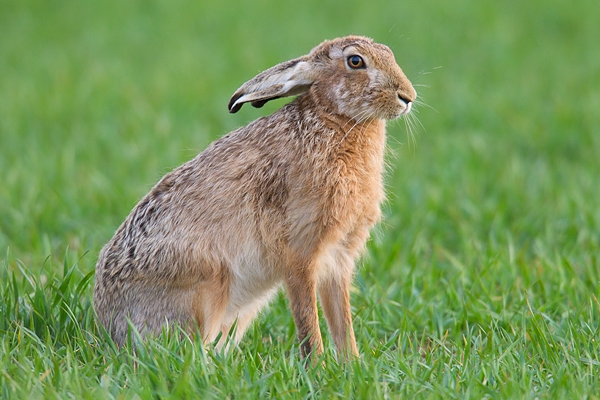 Brown Hare sat upright,ears back. Apr. '15.