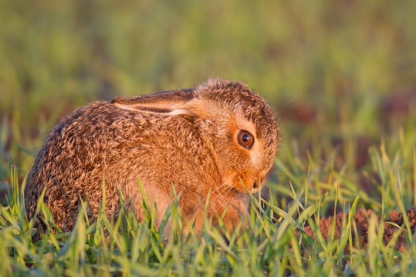 Leveret in the evening sun 2. May. '15.